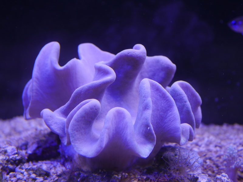 Deko Koralle